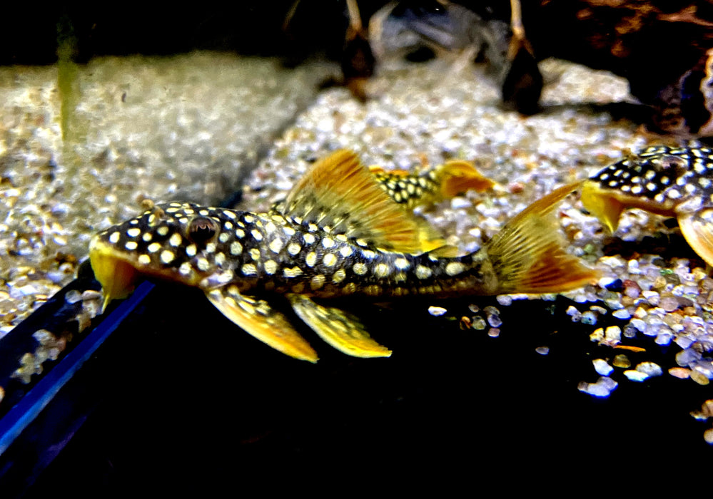 L14 Sonnenwels (6-8cm) - Scobiancistrus aureatus