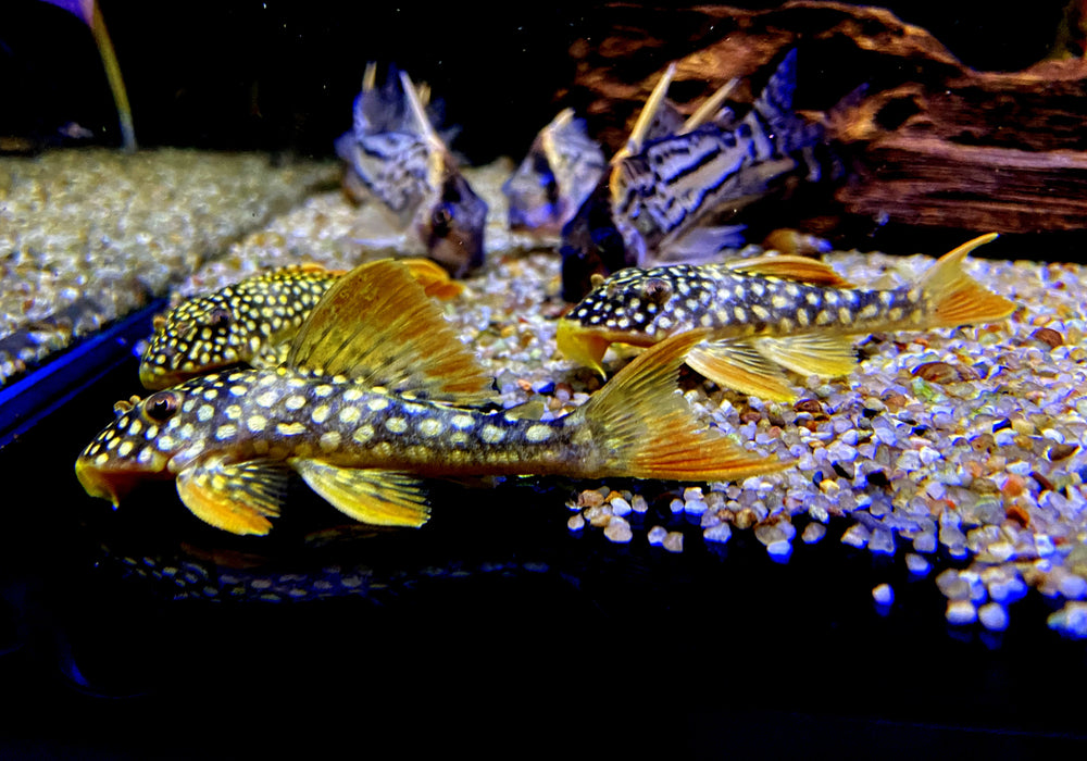 L14 Sonnenwels (6-8cm) - Scobiancistrus aureatus