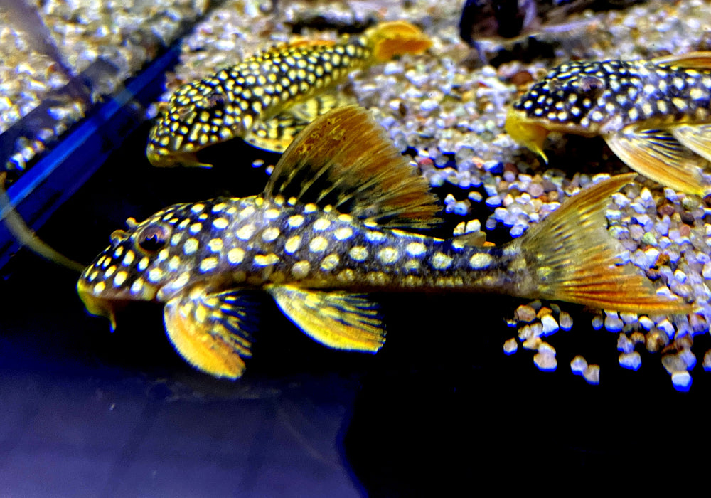 L14 Sonnenwels (6-8cm) - Scobiancistrus aureatus