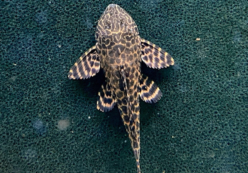 L165 Wabenschilderwels Gr. L 8-10cm - Pterygoplichthys gibbiceps aqua-teck