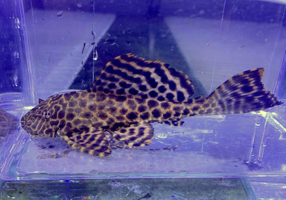 L165 Wabenschilderwels Gr. L 8-10cm - Pterygoplichthys gibbiceps aqua-teck