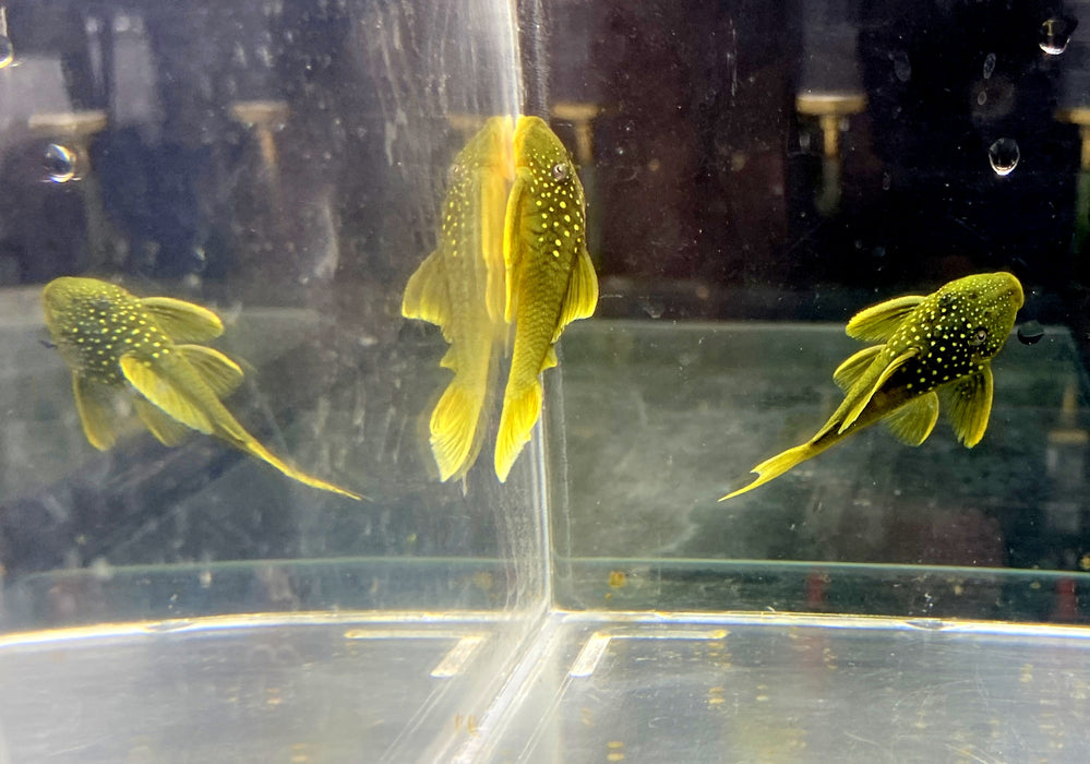 L200 Gelber Phantomwels Low fin - Hemiancistrus subviridis