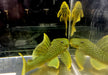 L200 Gelber Phantomwels Low fin - Hemiancistrus subviridis