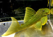 L200 Gelber Phantomwels Low fin - Hemiancistrus subviridis