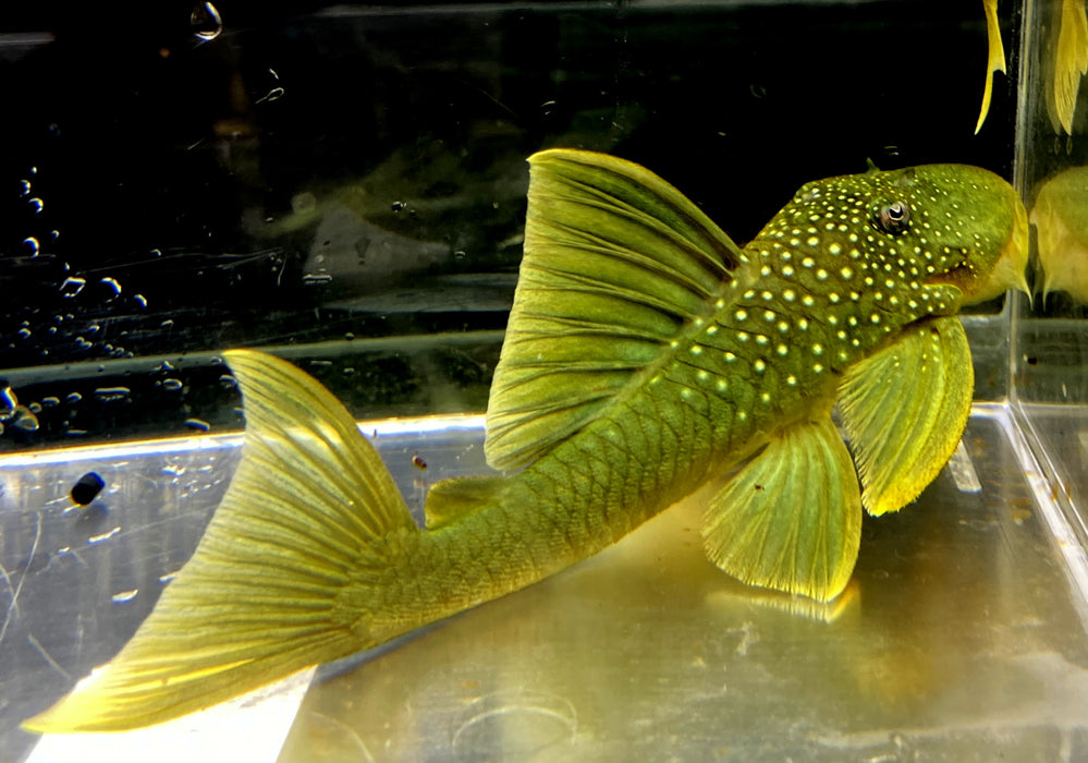 L200 Gelber Phantomwels Low fin - Hemiancistrus subviridis