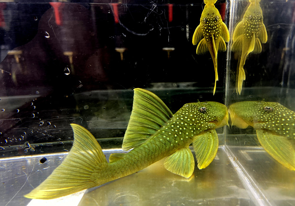 L200 Gelber Phantomwels Low fin - Hemiancistrus subviridis
