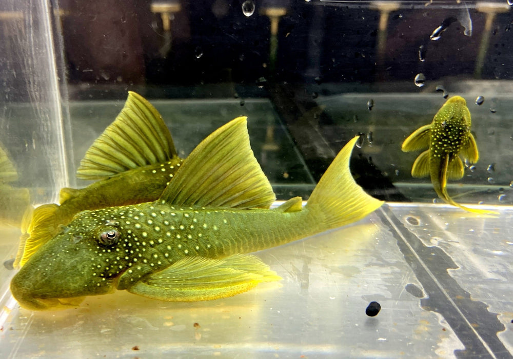 L200 Gelber Phantomwels Low fin - Hemiancistrus subviridis