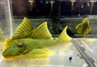 L200 Gelber Phantomwels Low fin - Hemiancistrus subviridis