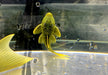 L200 Gelber Phantomwels Low fin - Hemiancistrus subviridis