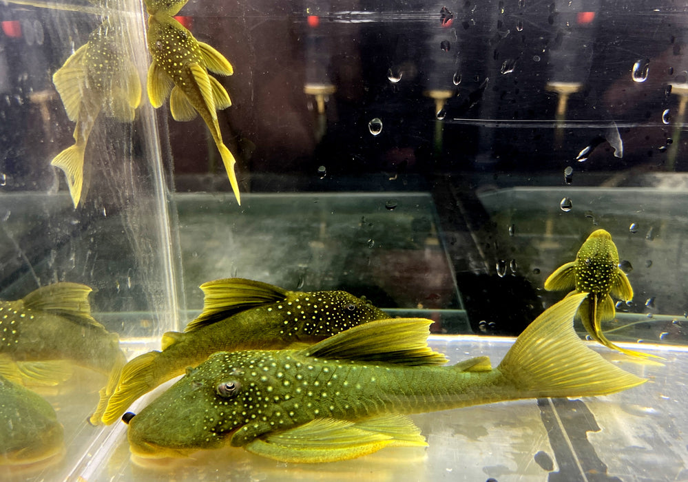 L200 Gelber Phantomwels Low fin - Hemiancistrus subviridis