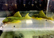 L200 Gelber Phantomwels Low fin - Hemiancistrus subviridis