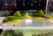L200 Gelber Phantomwels Low fin - Hemiancistrus subviridis