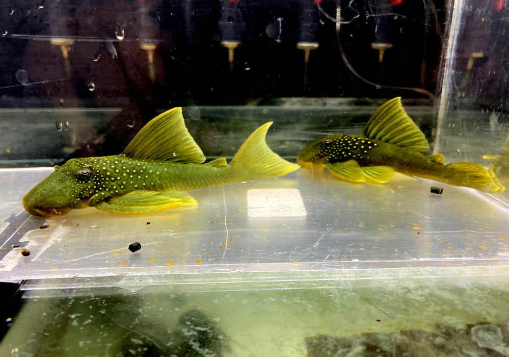 L200 Gelber Phantomwels Low fin - Hemiancistrus subviridis