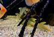 L200a Gelber Phantomwels High fin - Baryancistrus demantoides aqua-teck