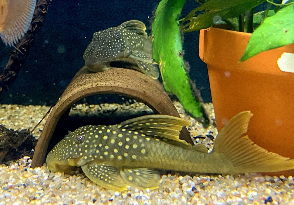 L200a Gelber Phantomwels High fin - Baryancistrus demantoides aqua-teck