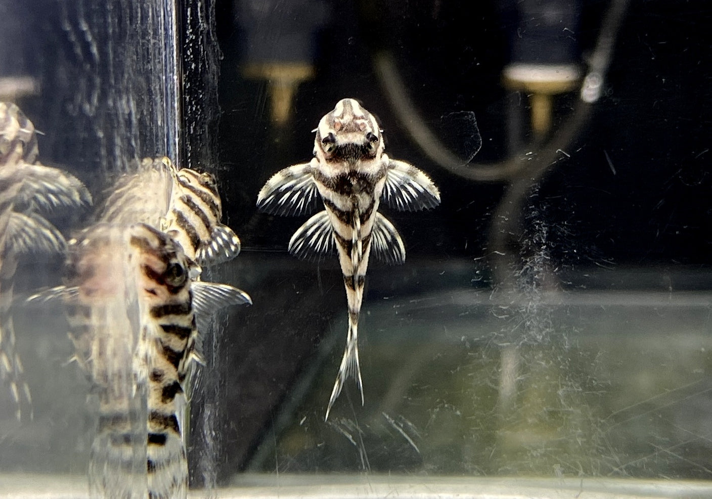 L236 Schmucklinienharnischwels BASIC WHITE - Hypancistrus sp. — AQUA TECK