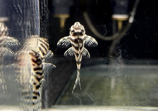 L236 Schmucklinienharnischwels BASIC WHITE - Hypancistrus sp.