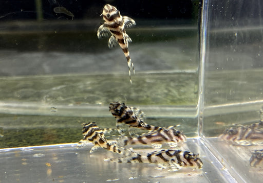 L236 Schmucklinienharnischwels BASIC WHITE - Hypancistrus sp.