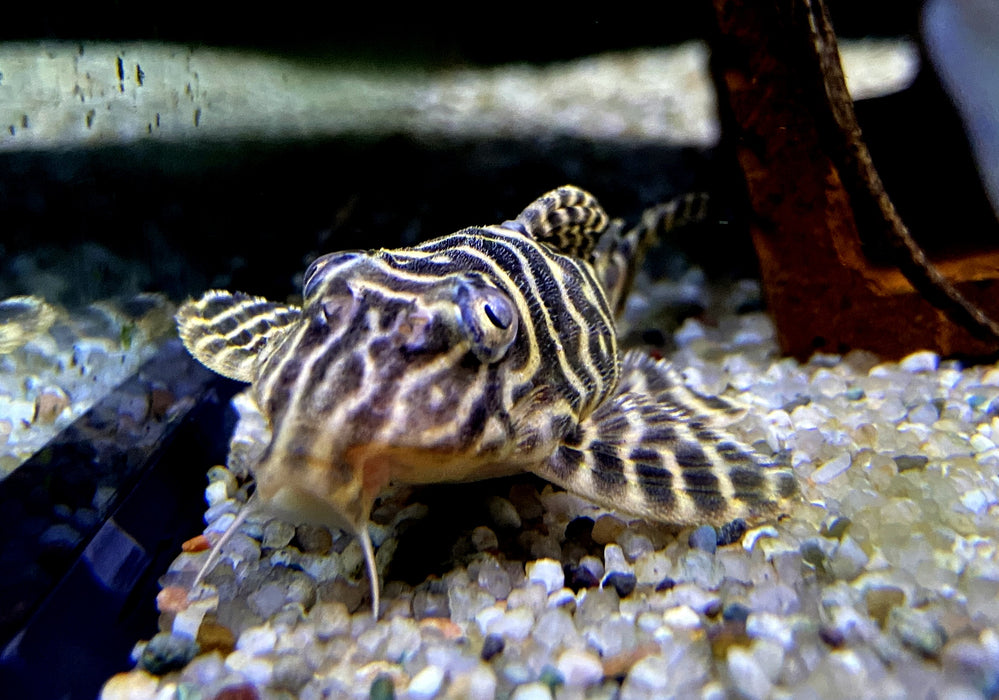 L236 Schmucklinienharnischwels BASIC (L) - Hypancistrus sp.