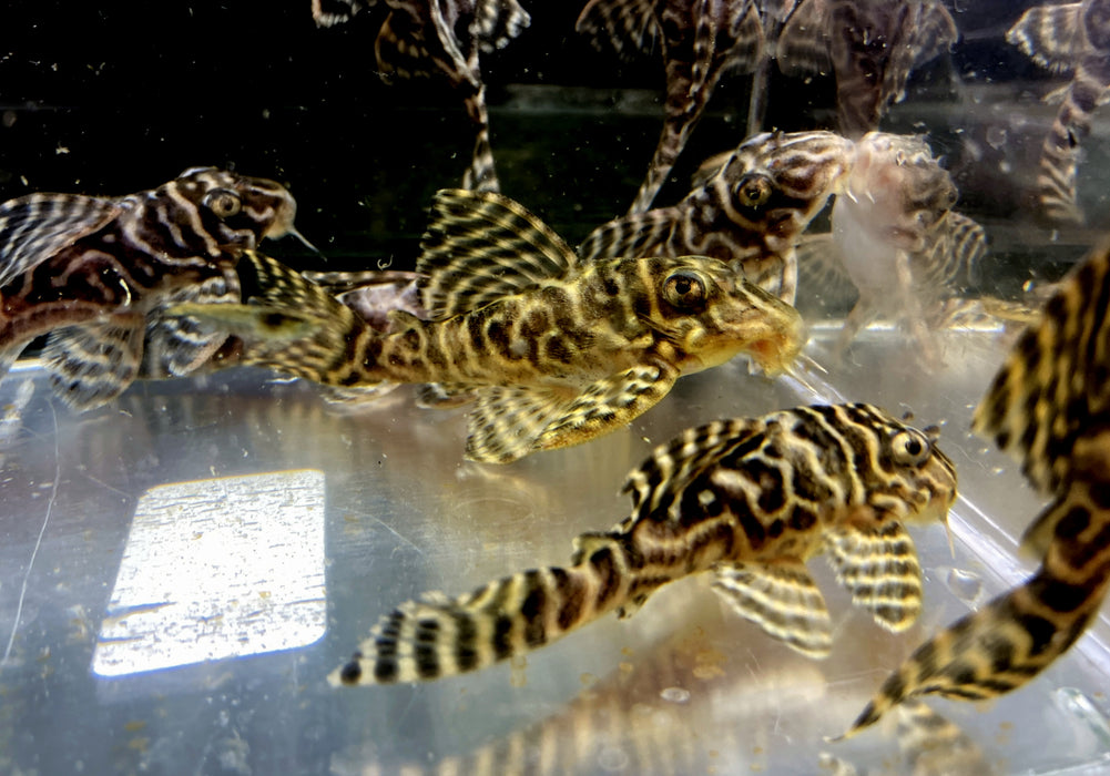 L236 Schmucklinienharnischwels BASIC (L) - Hypancistrus sp.