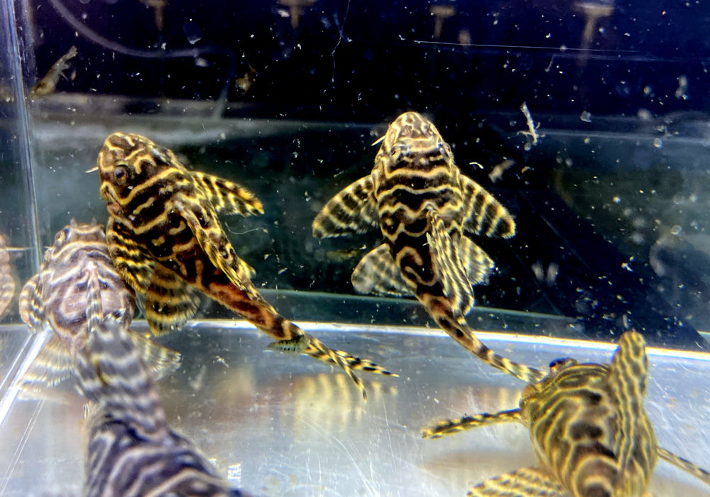 L236 Schmucklinienharnischwels BASIC (L) - Hypancistrus sp.
