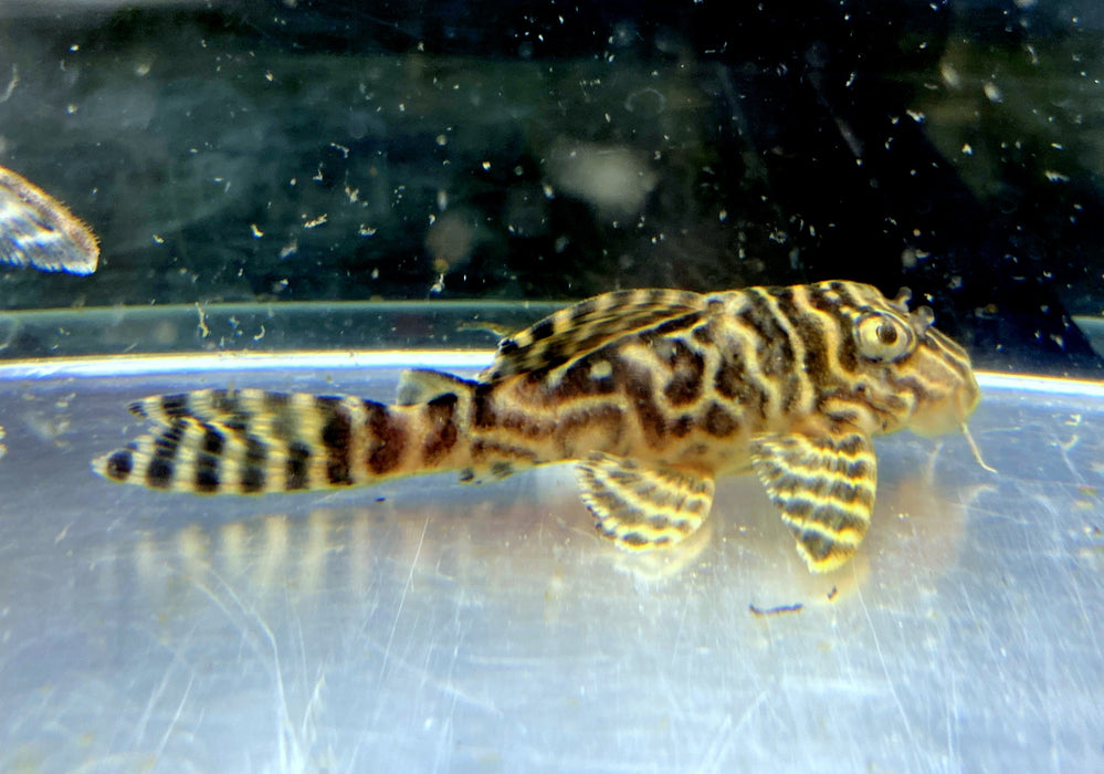 L236 Schmucklinienharnischwels BASIC (L) - Hypancistrus sp.