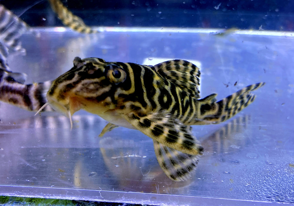 L236 Schmucklinienharnischwels BASIC (L) - Hypancistrus sp.