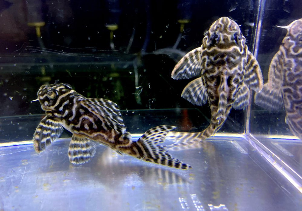 L236 Schmucklinienharnischwels BASIC (L) - Hypancistrus sp.