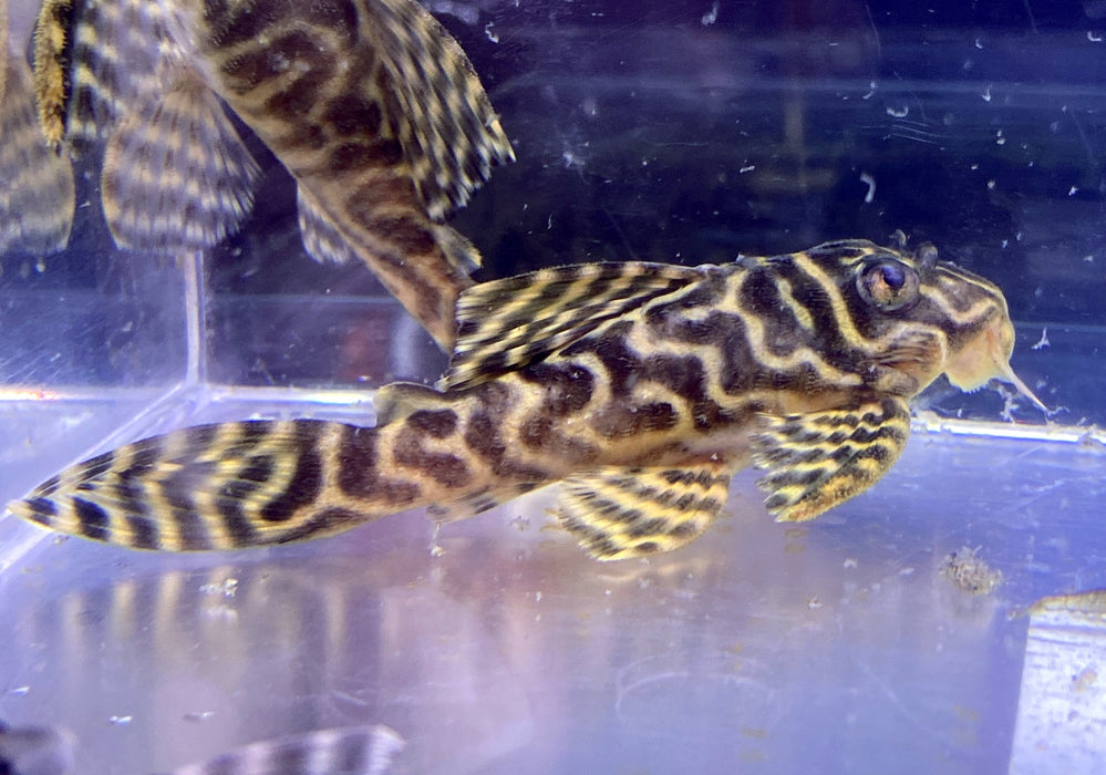 L236 Schmucklinienharnischwels BASIC (L) - Hypancistrus sp.