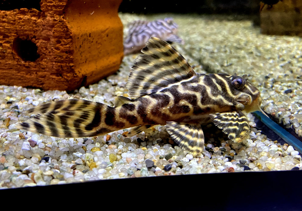 L236 Schmucklinienharnischwels BASIC (L) - Hypancistrus sp.