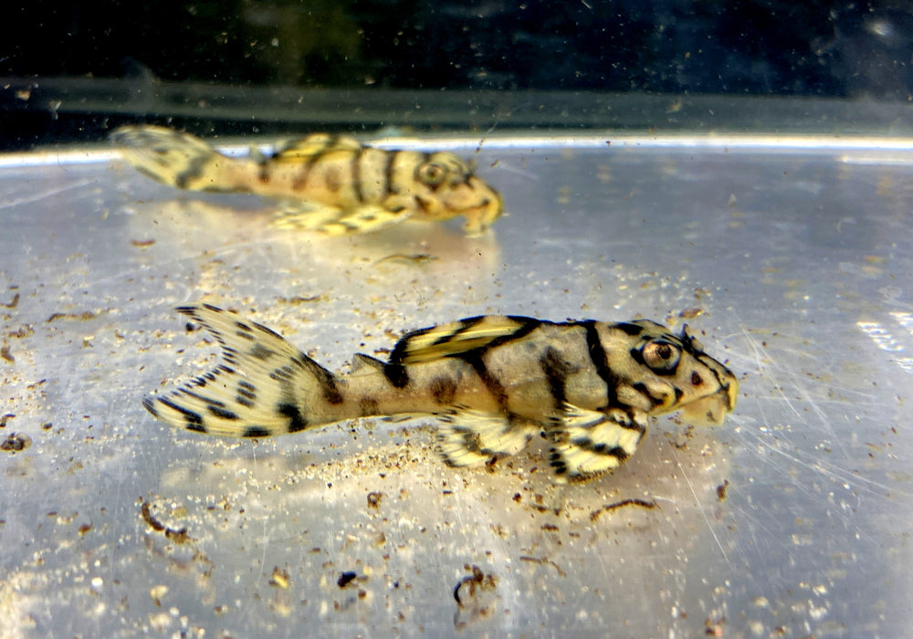 L236 Schmucklinienharnischwels CREME  YELLOW LINE