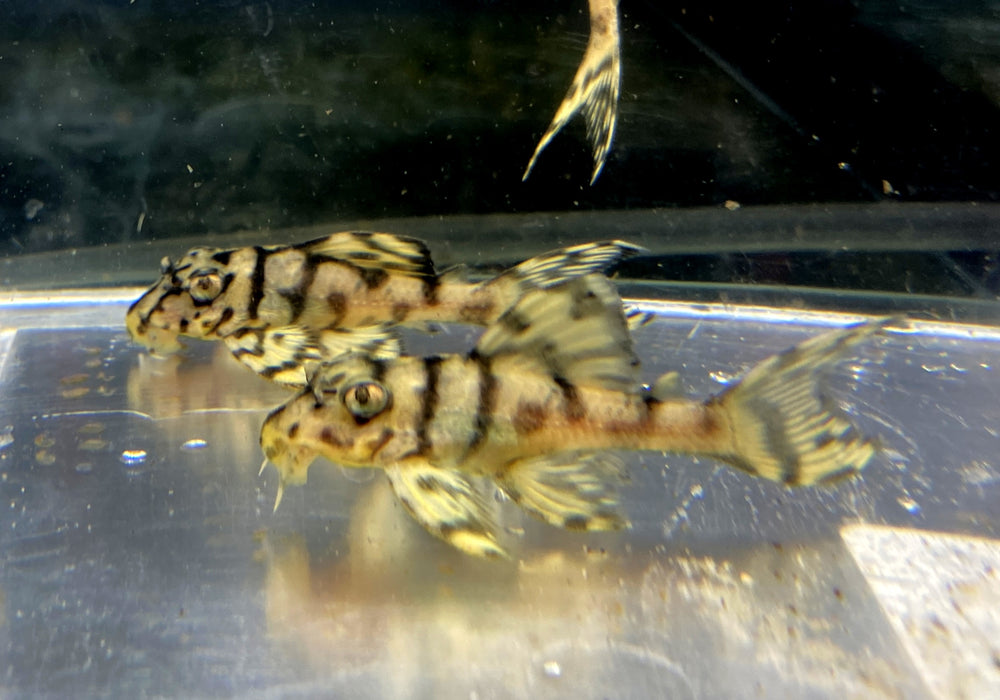 L236 Schmucklinienharnischwels CREME  YELLOW LINE