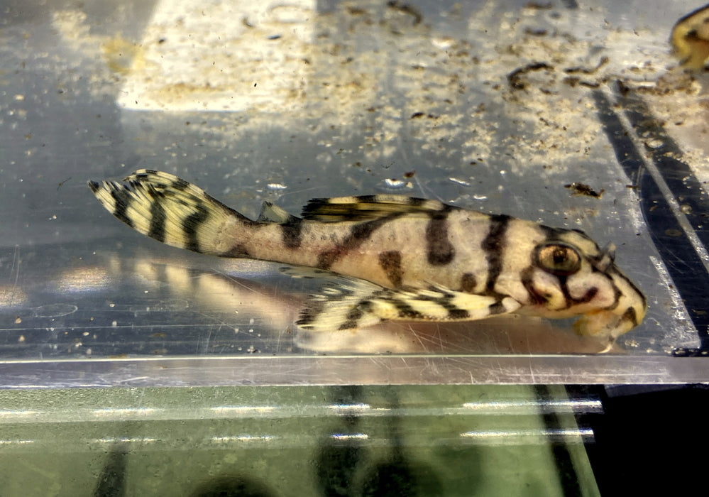 L236 Schmucklinienharnischwels CREME  YELLOW LINE