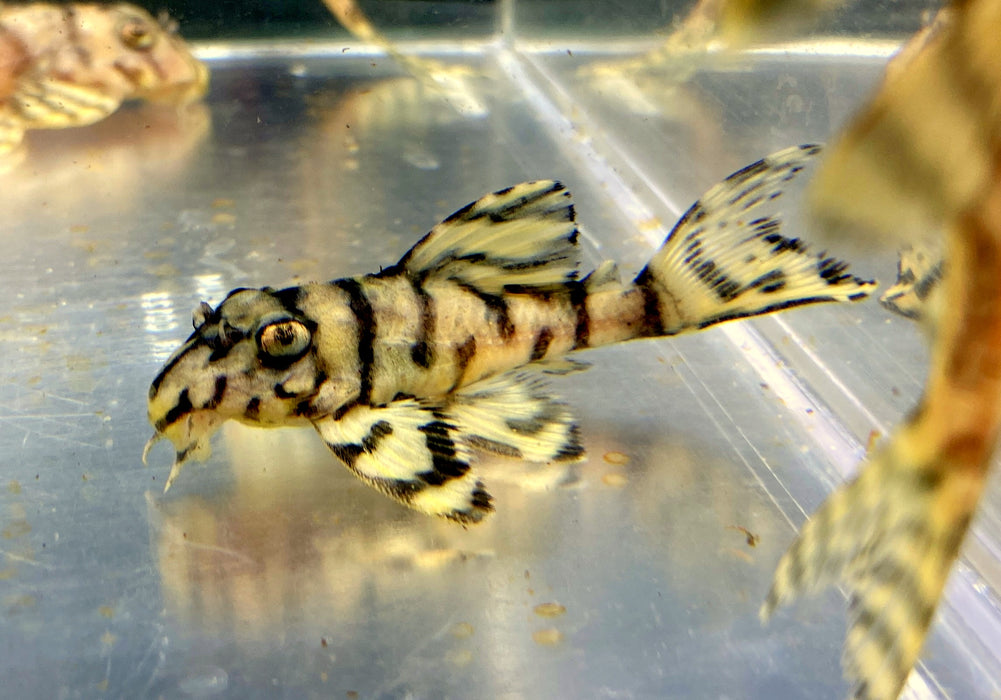 L236 Schmucklinienharnischwels CREME  YELLOW LINE