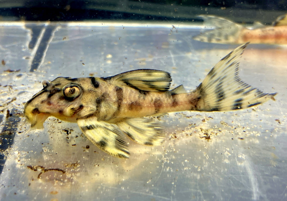 L236 Schmucklinienharnischwels CREME  YELLOW LINE