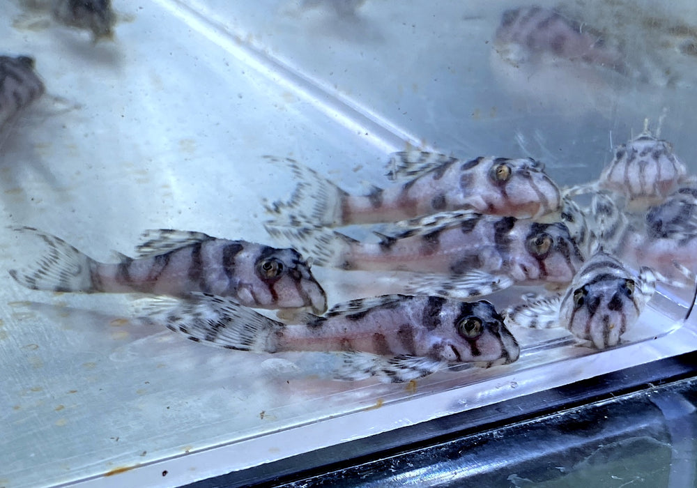 L236 Schmucklinienharnischwels WHITE LINE - Hypancistrus sp.