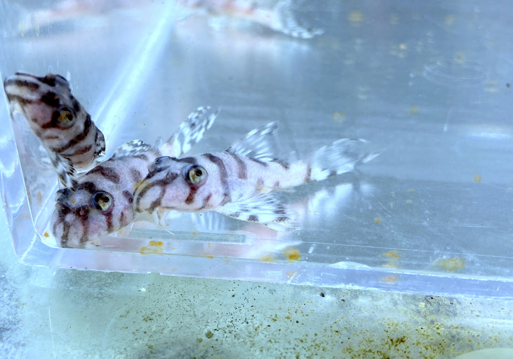 L236 Schmucklinienharnischwels WHITE LINE - Hypancistrus sp.