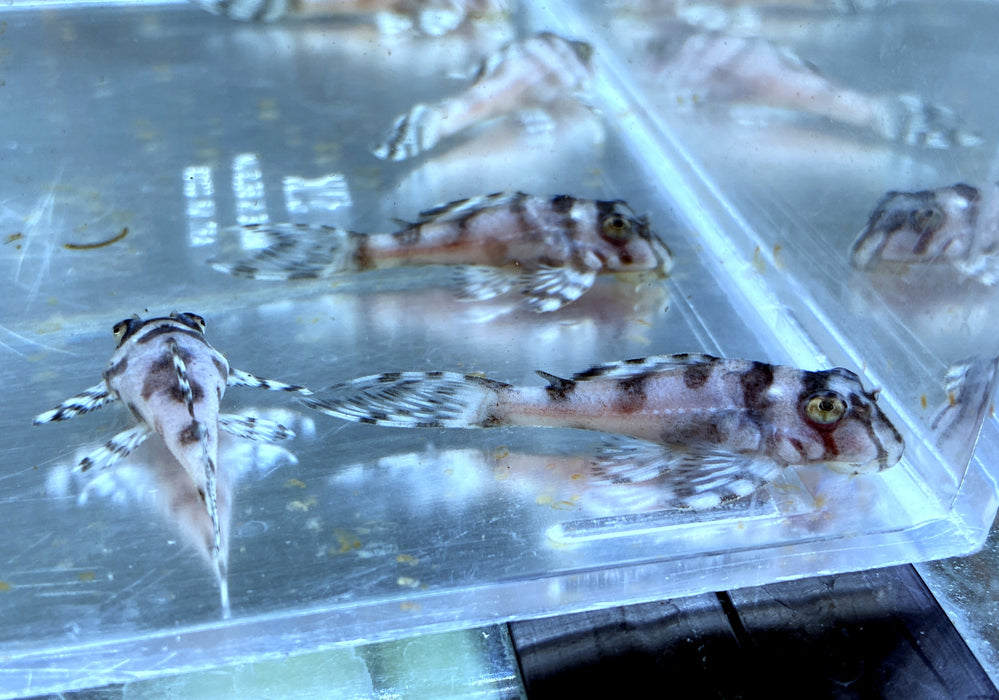 L236 Schmucklinienharnischwels WHITE LINE - Hypancistrus sp.