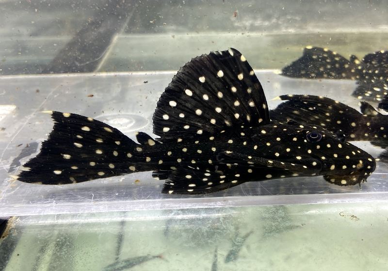 L240 Segelflossen-Rüsselzahnwels - Leporacanthicus sp. sailfin