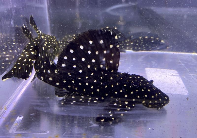 L240 Segelflossen-Rüsselzahnwels - Leporacanthicus sp. sailfin