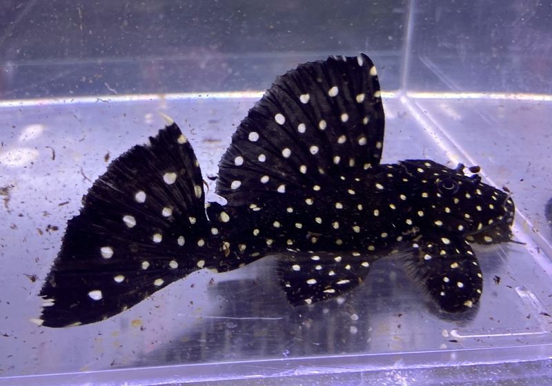 L240 Segelflossen-Rüsselzahnwels - Leporacanthicus sp. sailfin