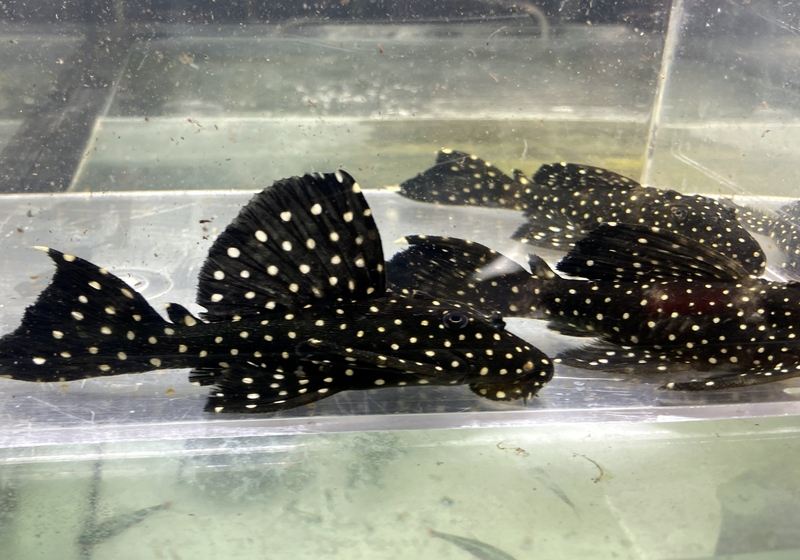 L240 Segelflossen-Rüsselzahnwels - Leporacanthicus sp. sailfin