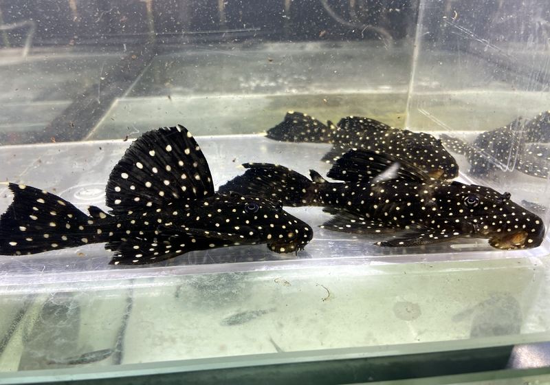 NEU - L240 Segelflossen-Rüsselzahnwels - Leporacanthicus sp. sailfin