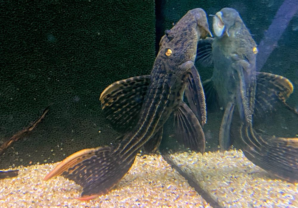L25 Rotflossen-Kaktuswels (XL) - Pseudacanthicus pirarara