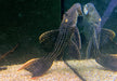 L25 Rotflossen-Kaktuswels (XL) - Pseudacanthicus pirarara