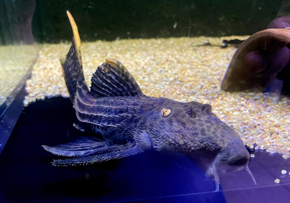 L25 Rotflossen-Kaktuswels (XL) - Pseudacanthicus pirarara
