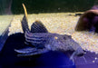 L25 Rotflossen-Kaktuswels (XL) - Pseudacanthicus pirarara