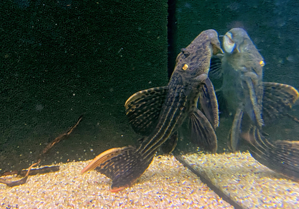 L25 Rotflossen-Kaktuswels (XL) - Pseudacanthicus pirarara