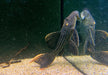 L25 Rotflossen-Kaktuswels (XL) - Pseudacanthicus pirarara