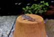 L28 Engels-Harnischwels - Hypancistrus sp. L28
